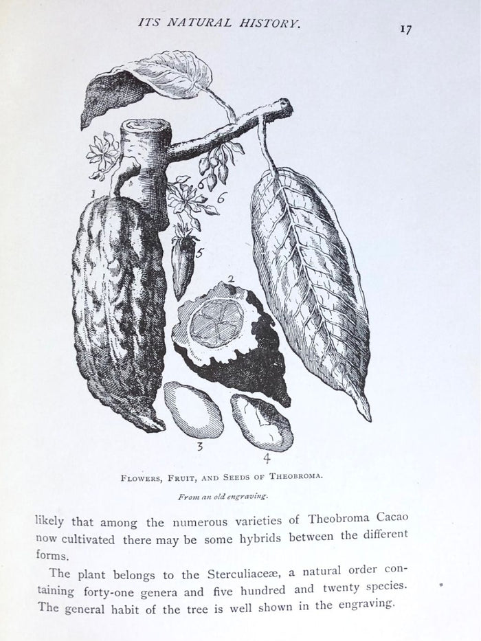 (*NEW ARRIVAL*) (Chocolate) The Chocolate-Plant: Theobroma Cacao and its Products