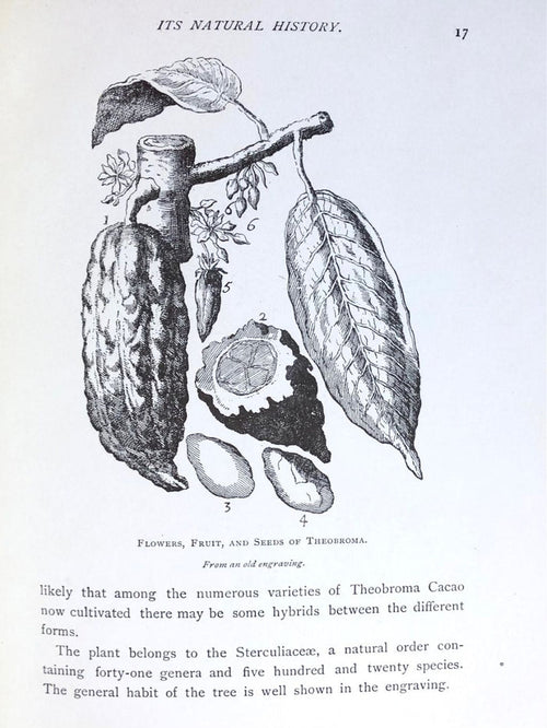 (*NEW ARRIVAL*) (Chocolate) The Chocolate-Plant: Theobroma Cacao and its Products