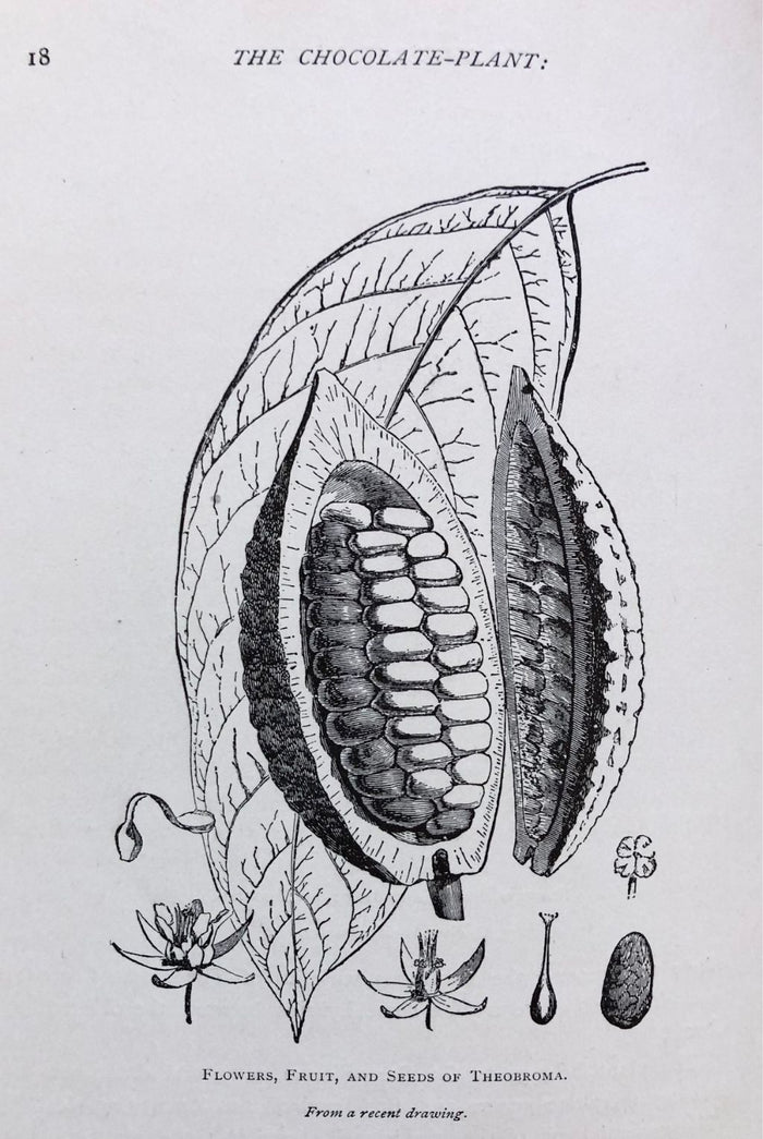 (*NEW ARRIVAL*) (Chocolate) The Chocolate-Plant: Theobroma Cacao and its Products