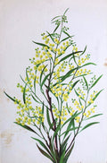 *NEW* P & O Lines. S.S. "Strathnaver" Flowers Menu