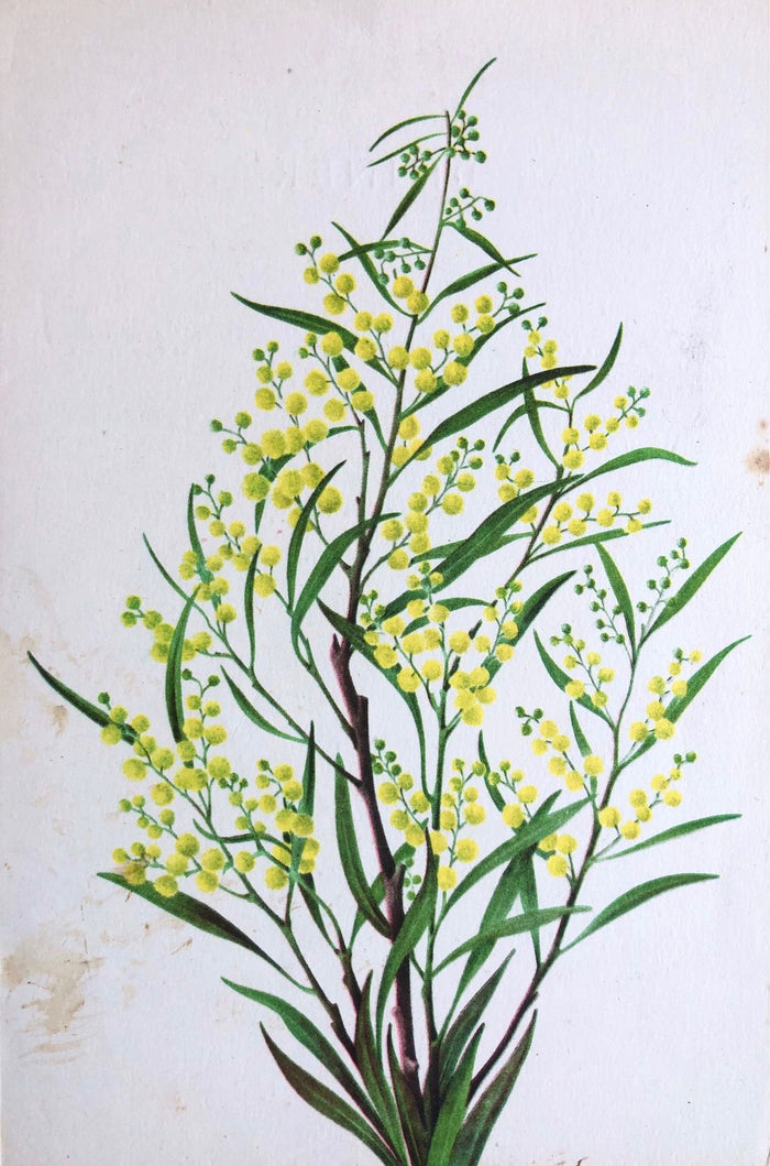 *NEW* P & O Lines. S.S. "Strathnaver" Flowers Menu